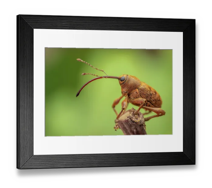 Framed Print : Acorn weevil (Curculio glandium) female, portrait, Sherwood Forest, Nottinghamshire, UK. July Framed Print : Acorn weevil (Curculio glandium) female, portrait, Sherwood Forest, Nottinghamshire, UK. July