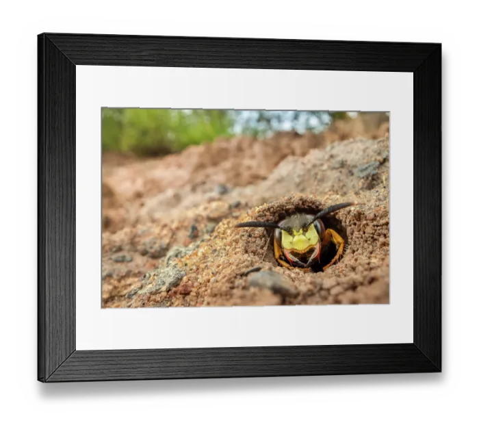 Framed Print : Bee wolf (Philanthus triangulum) peering out of burrow entrance, excavated in sandy soil, Nottinghamshire, UK. July