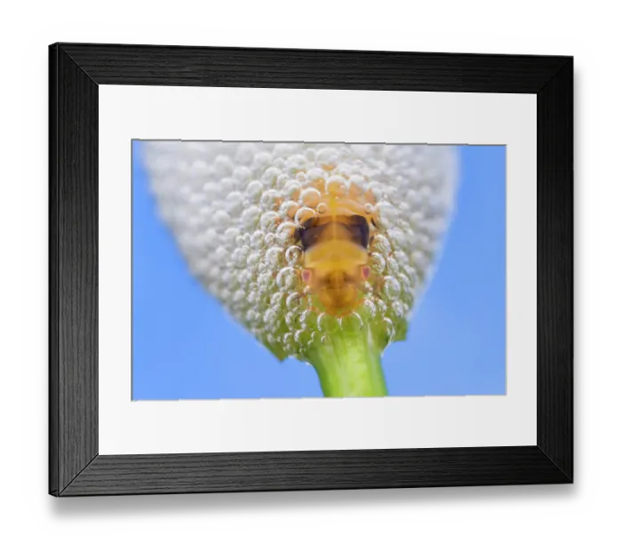 Framed Print : Froghopper (Philaenus sp.) larva in cuckoospit, Nottinghamshire, UK. May Framed Print : Froghopper (Philaenus sp.) larva in cuckoospit, Nottinghamshire, UK. May