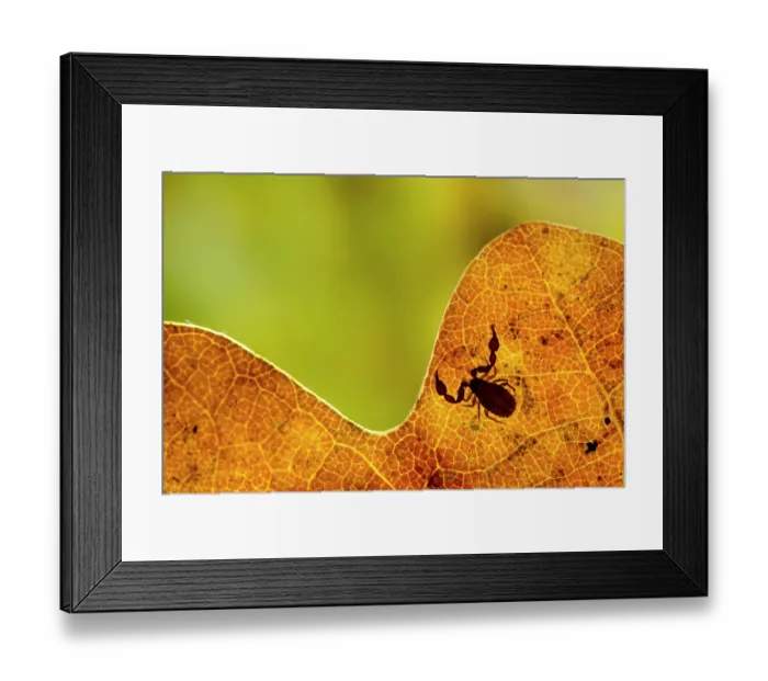 Framed Print : Psudoscorpion (Chernes cimicoides) resting on leaf, Sherwood Forest, Nottinghamshire, UK. November Framed Print : Psudoscorpion (Chernes cimicoides) resting on leaf, Sherwood Forest, Nottinghamshire, UK. November