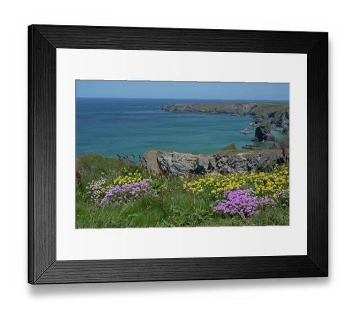 Framed Print : Thrift (Armeria maritima) and Kidney vetch (Anthyllis vulneraria) flowering on coastal cliff top, Bedruthan Steps, Cornwall, UK. May