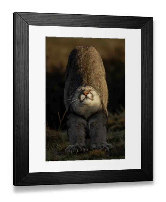 Framed Print : Puma (Puma concolor) cub stretching at sunset, Torres del Paine National Park, Magallanes, Chile Framed Print : Puma (Puma concolor) cub stretching at sunset, Torres del Paine National Park, Magallanes, Chile