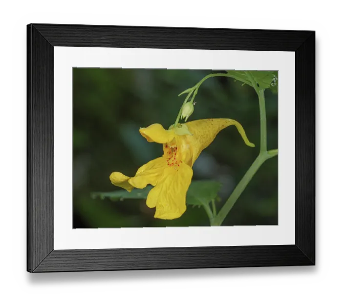 Framed Print : Touch-me-not (Impatiens noli-tangere) in flower, Rio Fuggio, Leonessa, Lazio, Italy. July Framed Print : Touch-me-not (Impatiens noli-tangere) in flower, Rio Fuggio, Leonessa, Lazio, Italy. July