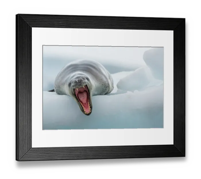 Framed Print : Leopard seal (Hydrurga leptonyx) resting on an iceberg, yawning, Antarctic Peninsula, Antarctica