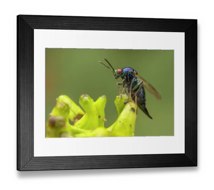 Framed Print : Parasitoid wasp (Ormyrus nitidulus) 5mm long, which parasitises various oak gall wasps and a gall midge species, portrait, Sherwood Forest, Nottinghamshire, UK. September Framed Print : Parasitoid wasp (Ormyrus nitidulus) 5mm long, which parasitises various oak gall wasps and a gall midge species, portrait, Sherwood Forest, Nottinghamshire, UK. September