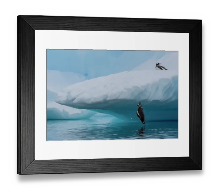 Framed Print : Gentoo penguin (Pygoscelis papua) jumping from iceberg into the ocean, Antarctic Peninsula, Antarctica Framed Print : Gentoo penguin (Pygoscelis papua) jumping from iceberg into the ocean, Antarctic Peninsula, Antarctica