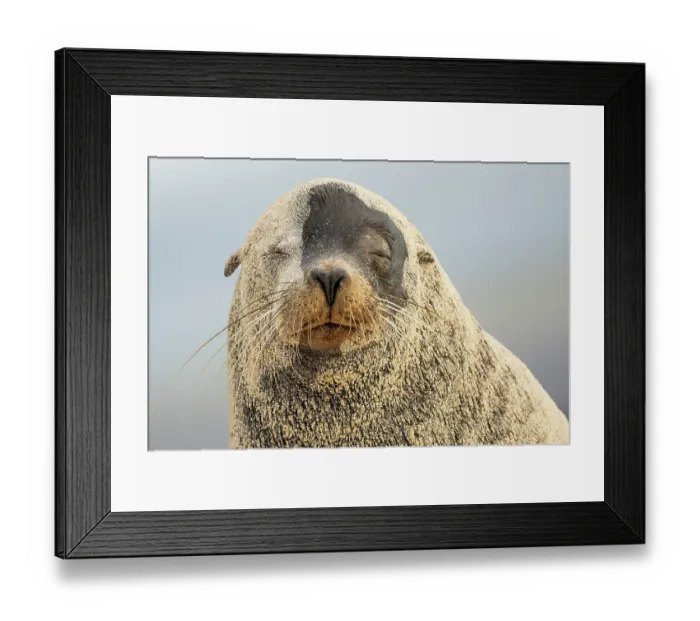 Framed Print : Galapagos sea lion (Zalophus wollebaeki) covered in sand, portrait, San Cristobal Island, Galapagos National Park, Ecuador. Endangered Framed Print : Galapagos sea lion (Zalophus wollebaeki) covered in sand, portrait, San Cristobal Island, Galapagos National Park, Ecuador. Endangered