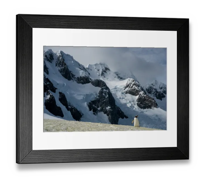 Framed Print : Gentoo penguin (Pygoscelis papua) walking over snow with mountains in background, Antarctic Peninsula, Antarctica Framed Print : Gentoo penguin (Pygoscelis papua) walking over snow with mountains in background, Antarctic Peninsula, Antarctica