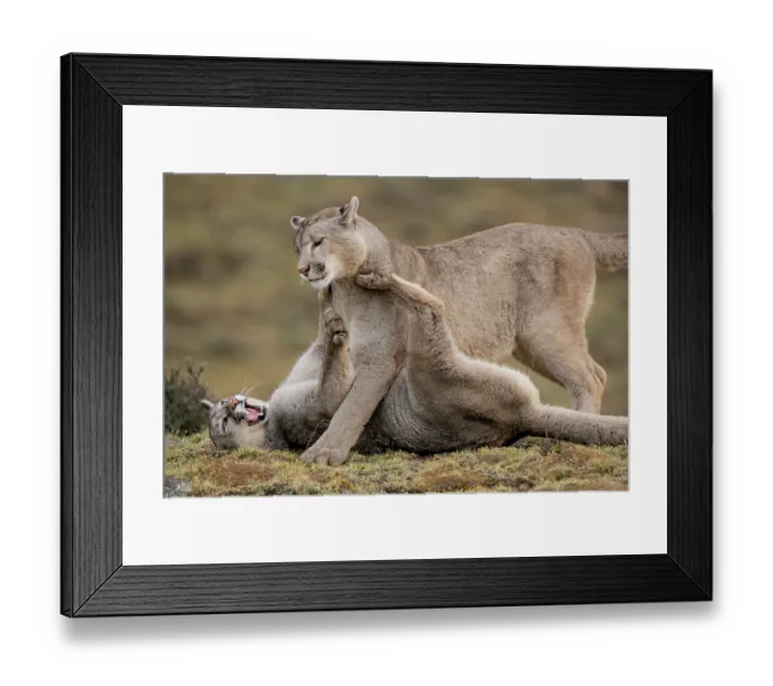 Framed Print : Puma (Puma concolor) female, playing with her cub, Torres del Paine National Park, Magallanes, Chile