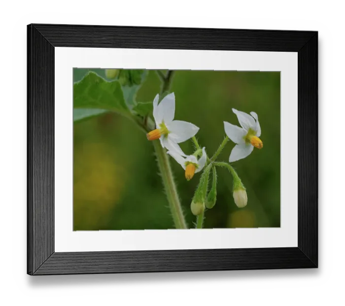 Framed Print : Black nightsahde (Solanum nigrum) in flower, Sant'Agostino, Lazio, Italy. October Framed Print : Black nightsahde (Solanum nigrum) in flower, Sant'Agostino, Lazio, Italy. October