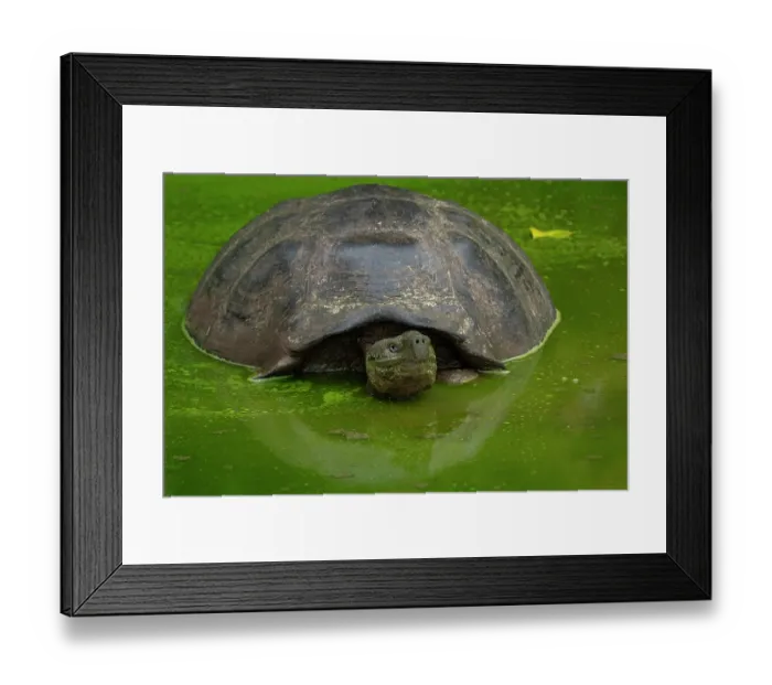 Framed Print : Santa Cruz giant tortoise (Chelonoidis porteri) resting in a pond covered in green algae, Santa Cruz Island, Galapagos National Park, Ecuador Framed Print : Santa Cruz giant tortoise (Chelonoidis porteri) resting in a pond covered in green algae, Santa Cruz Island, Galapagos National Park, Ecuador