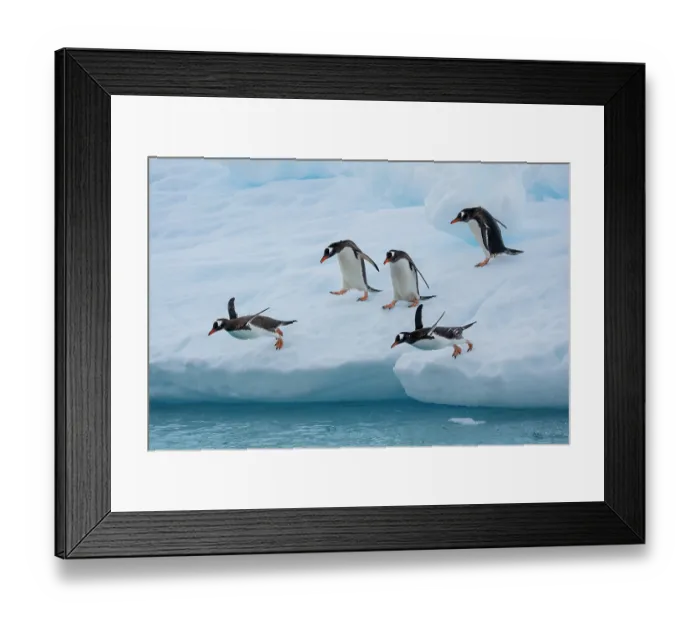 Framed Print : Gentoo penguins (Pygoscelis papua) jumping from iceberg into the ocean, Antarctic Peninsula, Antarctica Framed Print : Gentoo penguins (Pygoscelis papua) jumping from iceberg into the ocean, Antarctic Peninsula, Antarctica