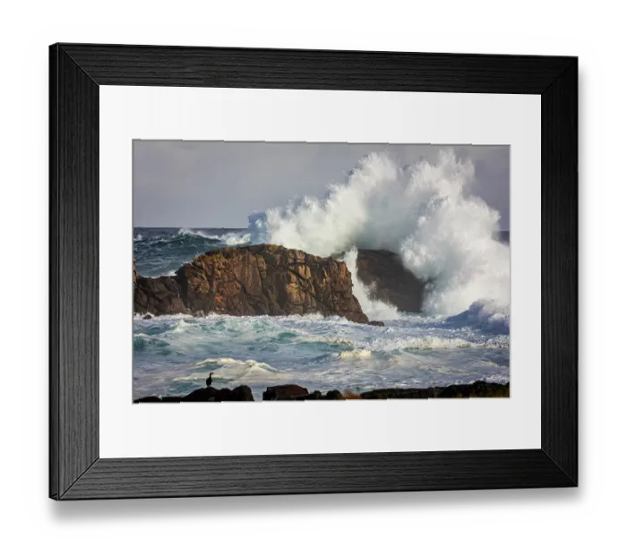 Framed Print : European shag (Gulosus aristotelis) perched on rocks, with storm waves crashing into rocks behind, Point of Pern, Ouessant Island, Brittany, France. October Framed Print : European shag (Gulosus aristotelis) perched on rocks, with storm waves crashing into rocks behind, Point of Pern, Ouessant Island, Brittany, France. October