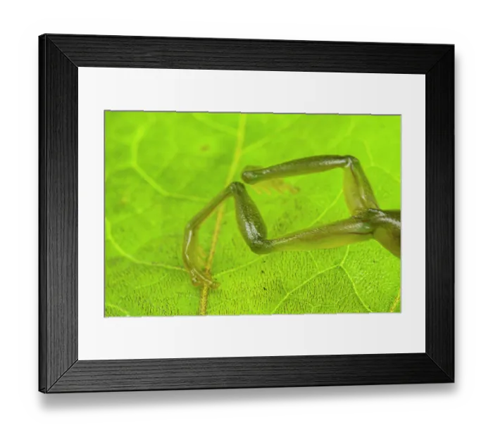 Framed Print : Glass frog (Rulyrana spiculata) jumping out of frame, Peru Framed Print : Glass frog (Rulyrana spiculata) jumping out of frame, Peru