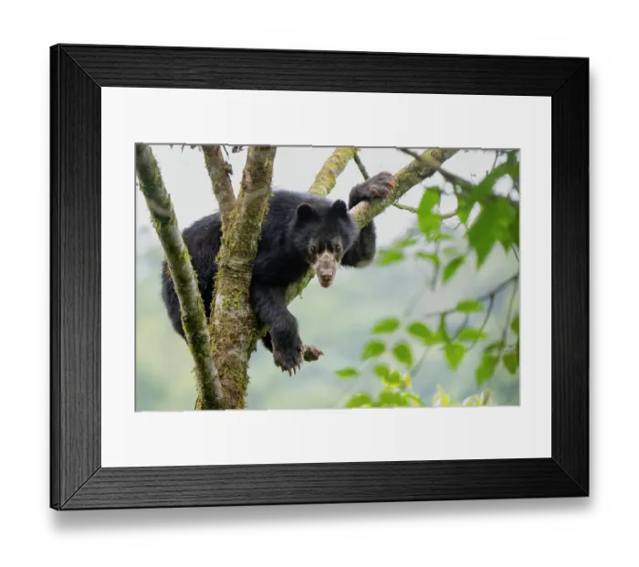 Framed Print : Andean / Spectacled bear (Tremarctos ornatus) resting in a tree in the cloudforests of the Ecuadorian Choco, Maquipucuna, Pichincha, Ecuador Framed Print : Andean / Spectacled bear (Tremarctos ornatus) resting in a tree in the cloudforests of the Ecuadorian Choco, Maquipucuna, Pichincha, Ecuador