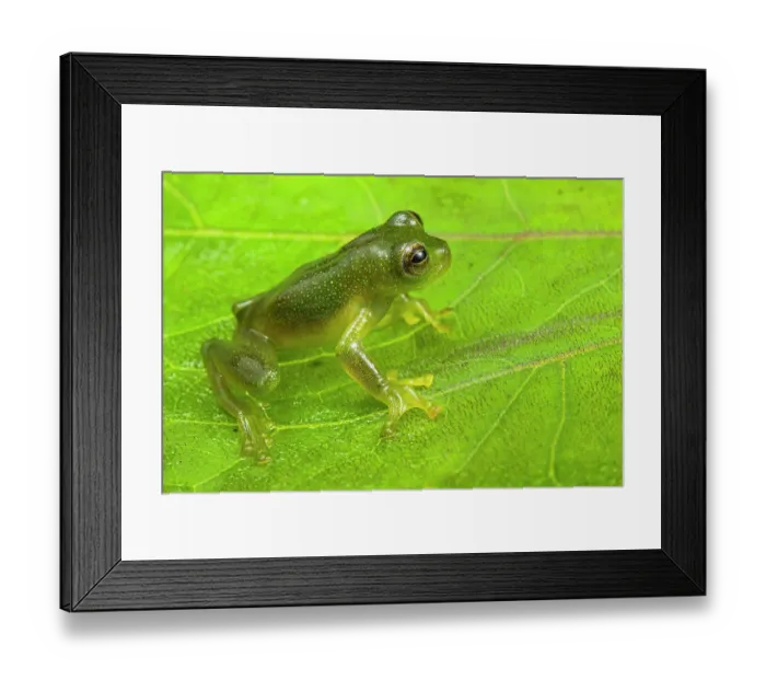 Framed Print : Glass frog (Rulyrana spiculata) sitting on leaf, Peru