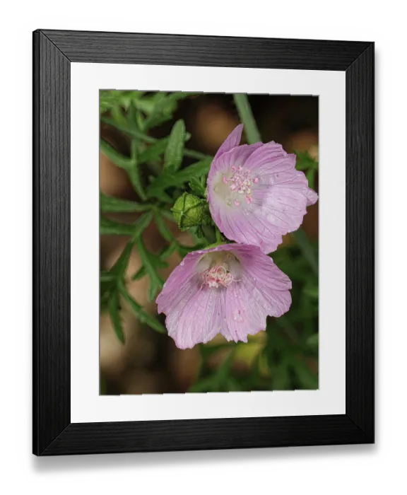 Framed Print : Greater musk-mallow (Malva alcea) in flower, Rio Fuggio, Leonessa, Lazio, Italy. July Framed Print : Greater musk-mallow (Malva alcea) in flower, Rio Fuggio, Leonessa, Lazio, Italy. July