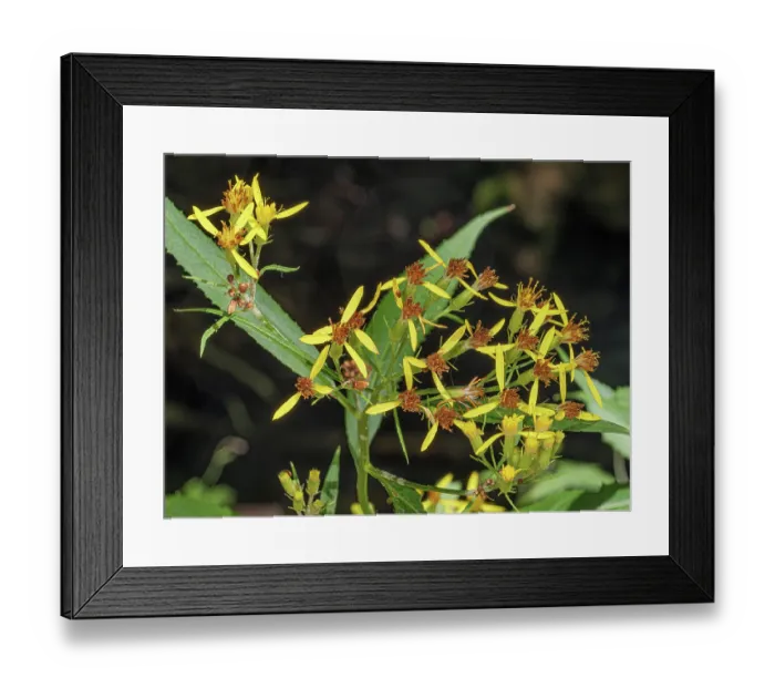 Framed Print : Woodland ragwort (Senecio nemorensis) in flower, Rio Fuggio, Leonessa, Lazio, Italy. July Framed Print : Woodland ragwort (Senecio nemorensis) in flower, Rio Fuggio, Leonessa, Lazio, Italy. July