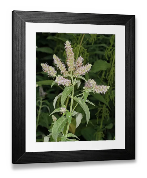 Framed Print : Horse mint (Mentha longifolia) in flower, Rio Fuggio, Leonessa, Lazio, Italy. July Framed Print : Horse mint (Mentha longifolia) in flower, Rio Fuggio, Leonessa, Lazio, Italy. July