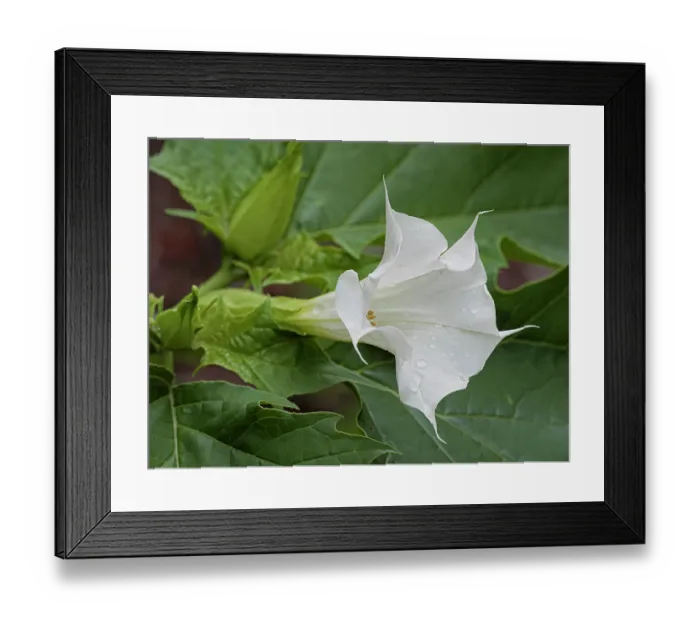 Framed Print : Thorn-apple (Datura stramonium) in flower, Podere Montecucco, Orvieto, Umbria, Italy. September Framed Print : Thorn-apple (Datura stramonium) in flower, Podere Montecucco, Orvieto, Umbria, Italy. September