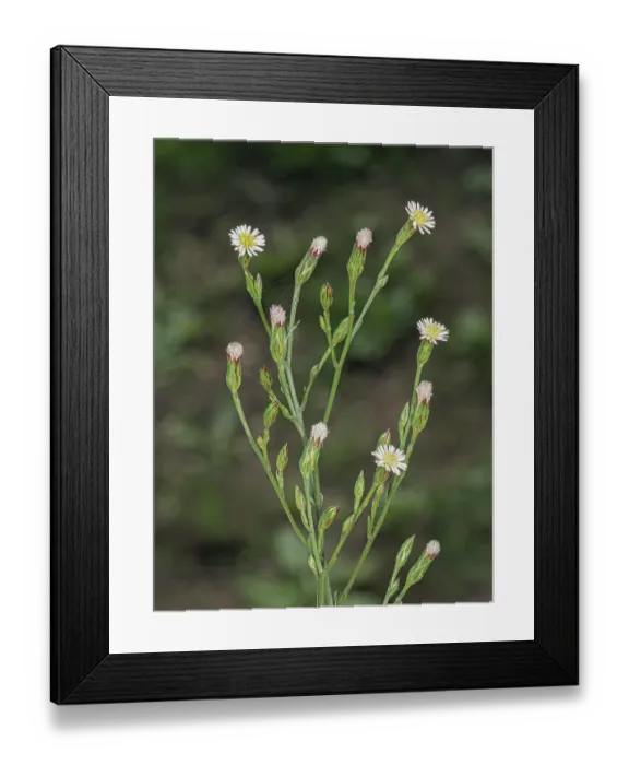 Framed Print : Annual saltmarsh aster (Symphyotrichum subulatum) in flower, Sant'Agostino, Lazio, Italy. October Framed Print : Annual saltmarsh aster (Symphyotrichum subulatum) in flower, Sant'Agostino, Lazio, Italy. October