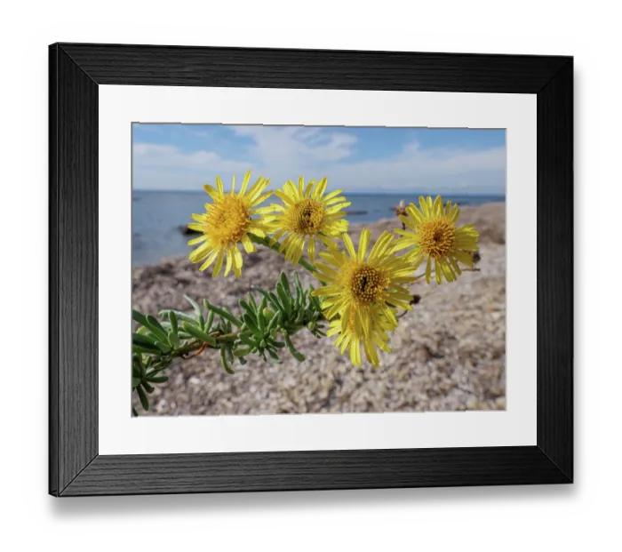 Framed Print : Golden samphire (Limbarda crithmoides) in flower on beach, Sant'Agostino, Lazio, Italy. October Framed Print : Golden samphire (Limbarda crithmoides) in flower on beach, Sant'Agostino, Lazio, Italy. October