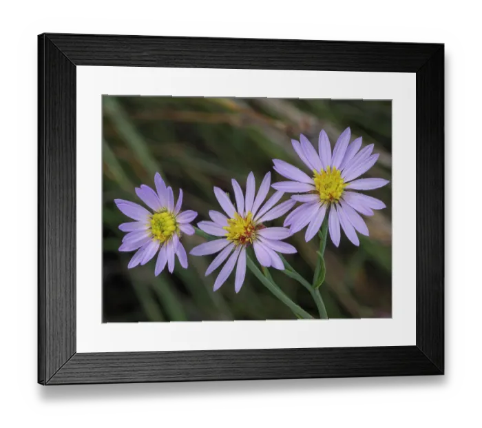 Framed Print : Sea aster (Tripolium pannonicum) in flower, Lido di Tarquinia, Lazio, Italy. October Framed Print : Sea aster (Tripolium pannonicum) in flower, Lido di Tarquinia, Lazio, Italy. October