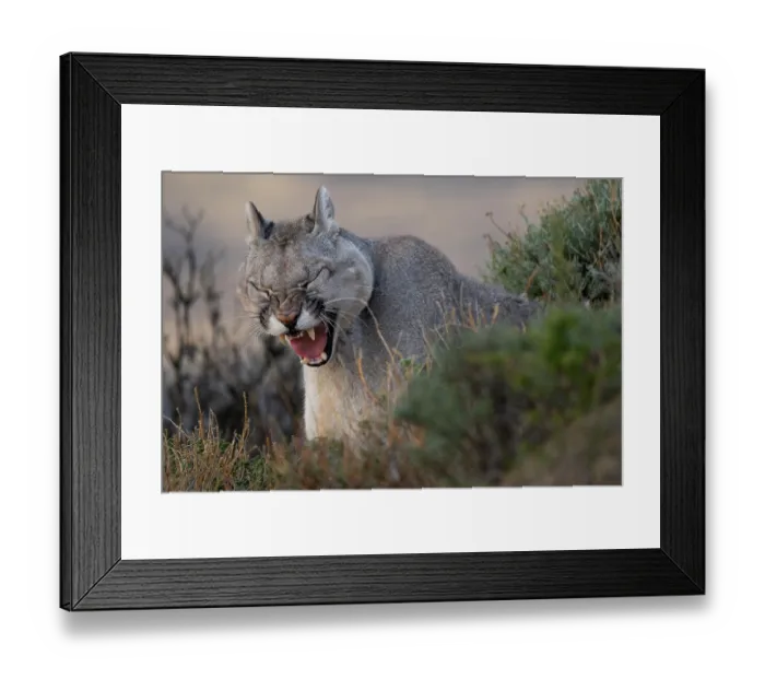 Framed Print : Puma (Puma concolor) cub, yawning, Torres del Paine National Park, Magallanes, Chile Framed Print : Puma (Puma concolor) cub, yawning, Torres del Paine National Park, Magallanes, Chile