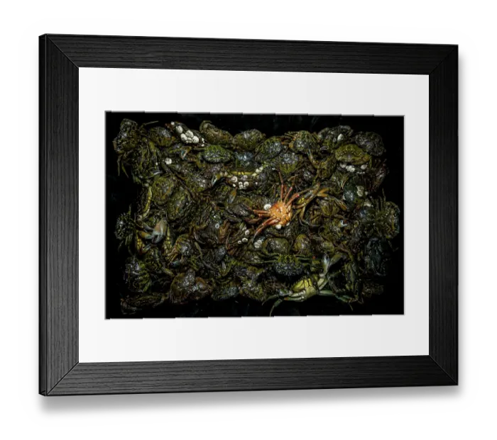 Framed Print : A mass of invasive European green crabs (Carcinus maenas), Vancouver Island, British Columbia, Canada, Pacific Ocean. February, 2023 Framed Print : A mass of invasive European green crabs (Carcinus maenas), Vancouver Island, British Columbia, Canada, Pacific Ocean. February, 2023