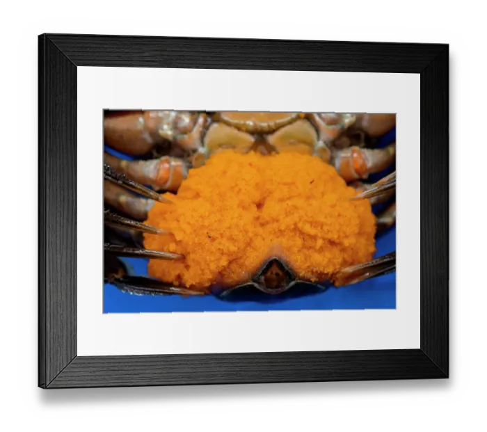 Framed Print : European green crab (Carcinus maenas) female, with eggs, Vancouver Island, British Columbia, Canada, Pacific Ocean Framed Print : European green crab (Carcinus maenas) female, with eggs, Vancouver Island, British Columbia, Canada, Pacific Ocean