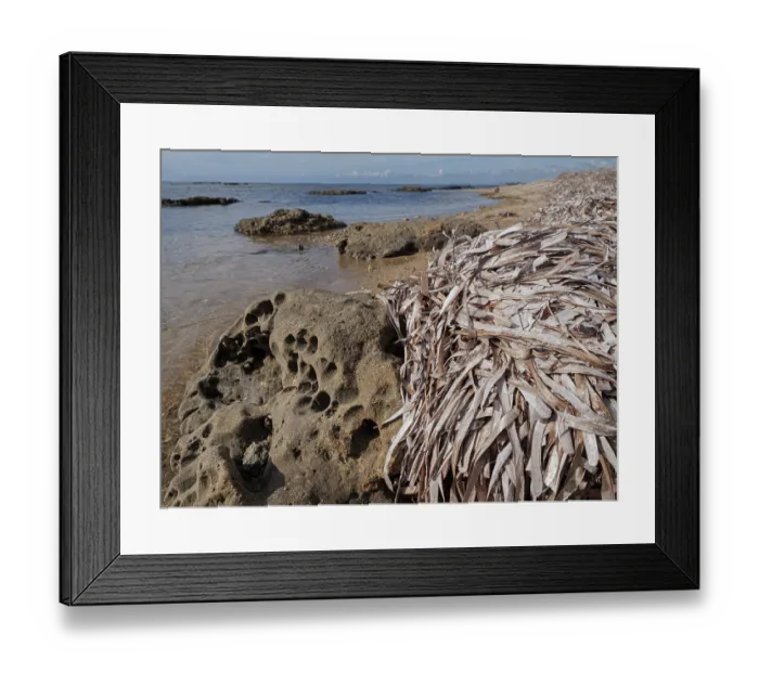 Framed Print : Dried Neptune grass (Posidonia oceanica) along the shore, Sant'Agostino, Lazio, Italy. October Framed Print : Dried Neptune grass (Posidonia oceanica) along the shore, Sant'Agostino, Lazio, Italy. October
