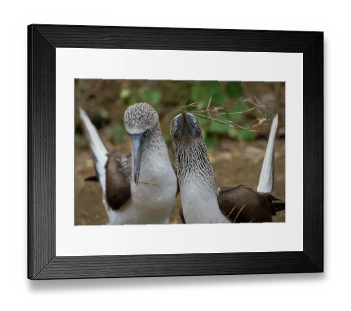 Framed Print : Blue-footed boobies (Sula nebouxii) pair, male presenting nest material during courtship display. Machalilla National Park, Manabi, Ecuador, August Framed Print : Blue-footed boobies (Sula nebouxii) pair, male presenting nest material during courtship display. Machalilla National Park, Manabi, Ecuador, August