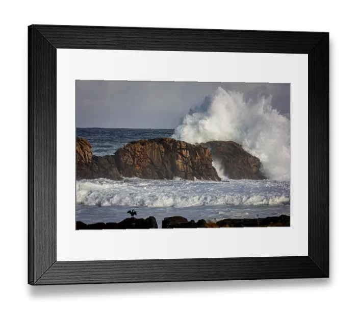 Framed Print : European shag (Gulosus aristotelis) perched on rocks, spreading its wings, with storm waves crashing into rocks behind, Point of Pern, Ouessant Island, Brittany, France. October Framed Print : European shag (Gulosus aristotelis) perched on rocks, spreading its wings, with storm waves crashing into rocks behind, Point of Pern, Ouessant Island, Brittany, France. October