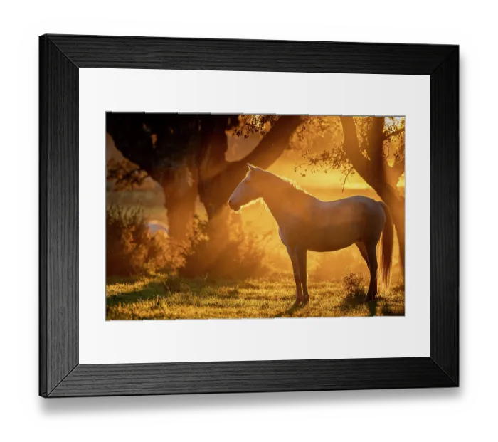 Framed Print : Lusitano horse standing in field at sunset, Herdade Do Pinheiro, Alentejo Region, Portugal. January Framed Print : Lusitano horse standing in field at sunset, Herdade Do Pinheiro, Alentejo Region, Portugal. January