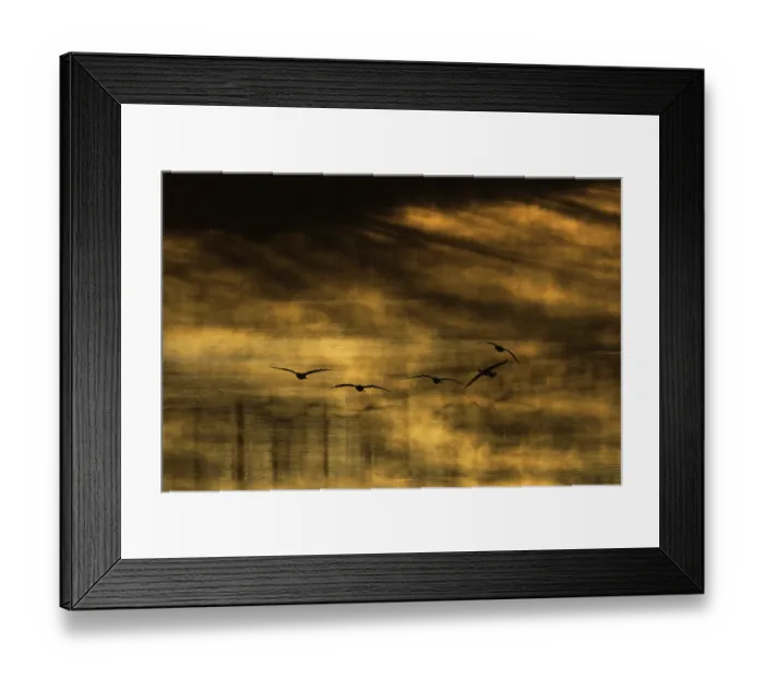 Framed Print : Five Great cormorants (Phalacrocorax carbo) fishing at sunrise, Ebro river, Tudela, Navarra, Spain. February Framed Print : Five Great cormorants (Phalacrocorax carbo) fishing at sunrise, Ebro river, Tudela, Navarra, Spain. February