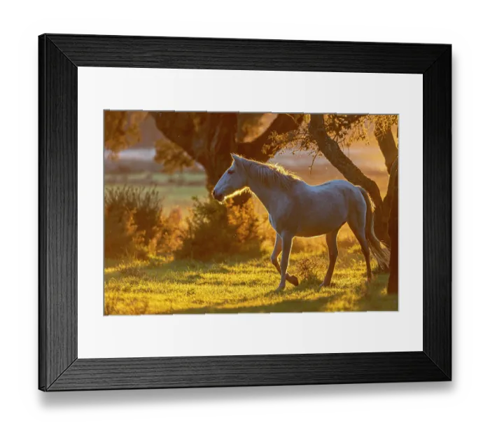Framed Print : Lusitano horse walking in field at sunset, Herdade Do Pinheiro, Alentejo Region, Portugal. January Framed Print : Lusitano horse walking in field at sunset, Herdade Do Pinheiro, Alentejo Region, Portugal. January