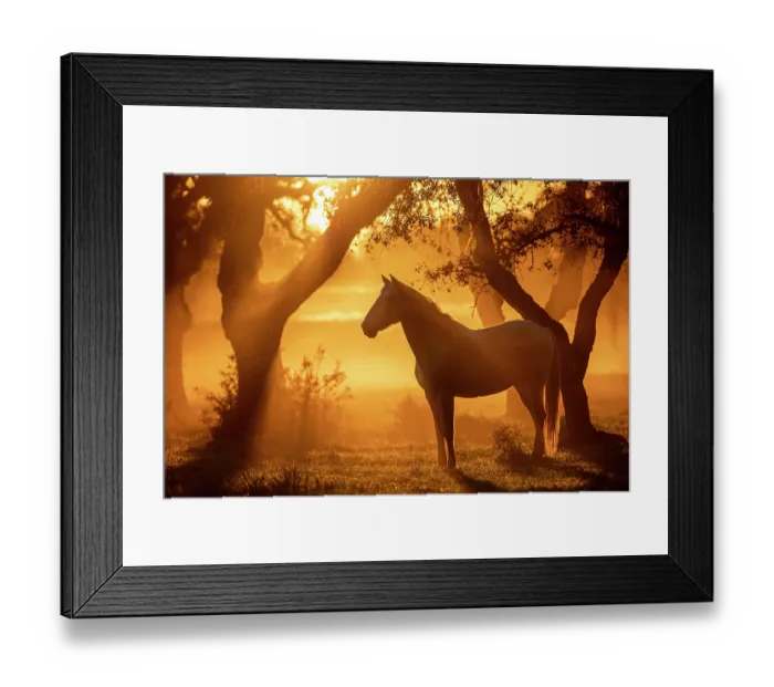 Framed Print : Lusitano horse standing in field at sunset, Herdade Do Pinheiro, Alentejo Region, Portugal. January Framed Print : Lusitano horse standing in field at sunset, Herdade Do Pinheiro, Alentejo Region, Portugal. January