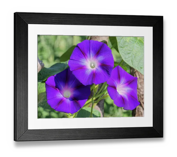Framed Print : Morning glory (Ipomoea purpurea) in flower, Ponza, Lazio, Italy. September Framed Print : Morning glory (Ipomoea purpurea) in flower, Ponza, Lazio, Italy. September