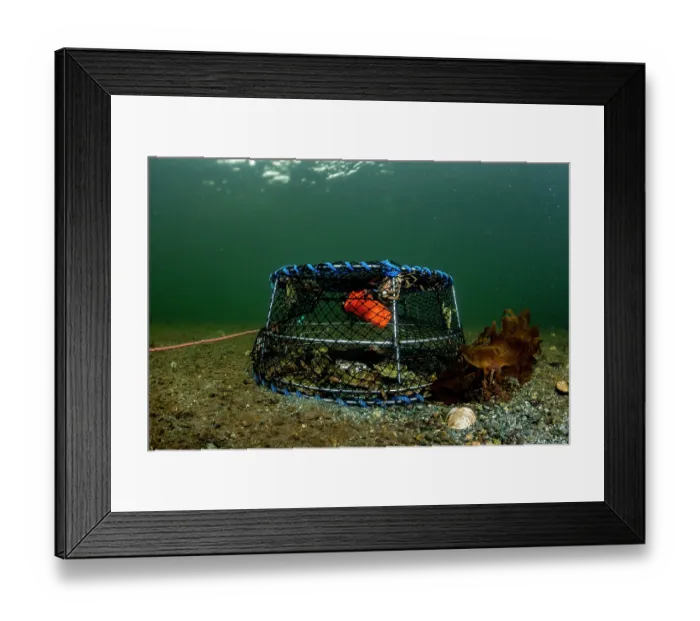 Framed Print : European green crab (Carcinus maenas) trap resting on the seabed, Clayoquot Sound, Vancouver Island, British Colombia, Canada. February, 2023 Framed Print : European green crab (Carcinus maenas) trap resting on the seabed, Clayoquot Sound, Vancouver Island, British Colombia, Canada. February, 2023
