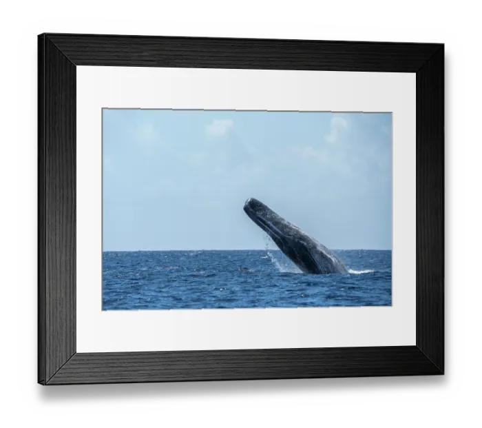 Framed Print : Sperm whale (Physeter macrocephalus) breaching, Dominica, Caribbean Sea