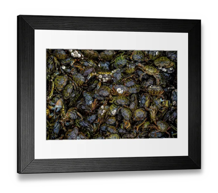 Framed Print : A mass of invasive European green crabs (Carcinus maenas), Vancouver Island, British Columbia, Canada, Pacific Ocean. February, 2023 Framed Print : A mass of invasive European green crabs (Carcinus maenas), Vancouver Island, British Columbia, Canada, Pacific Ocean. February, 2023
