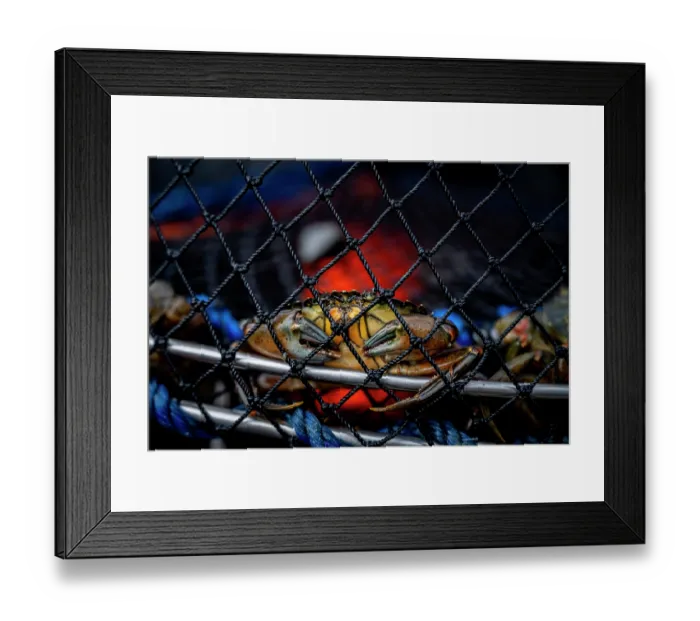 Framed Print : European green crabs (Carcinus maenas) in a trap aboard a Coastal Restoration Society boat, Vancouver Island, British Colombia, Canada. February, 2023 Framed Print : European green crabs (Carcinus maenas) in a trap aboard a Coastal Restoration Society boat, Vancouver Island, British Colombia, Canada. February, 2023