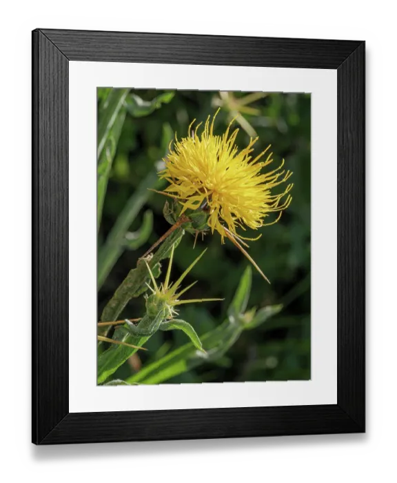 Framed Print : St Barnaby's thistle (Centaurea solstitialis) in flower, nr. Sugano, Orvieto, Umbria, Italy. November