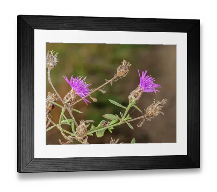 Framed Print : Pale knapweed (Centaurea deusta) in flower, nr. Sugano, Orvieto, Italy. November