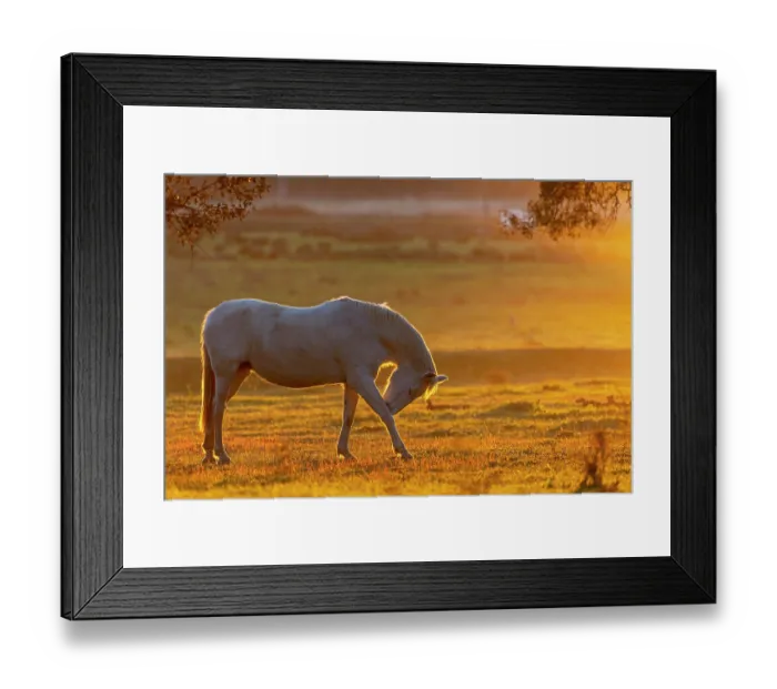 Framed Print : Lusitano horse standing in field at sunset, Herdade Do Pinheiro, Alentejo Region, Portugal. January Framed Print : Lusitano horse standing in field at sunset, Herdade Do Pinheiro, Alentejo Region, Portugal. January