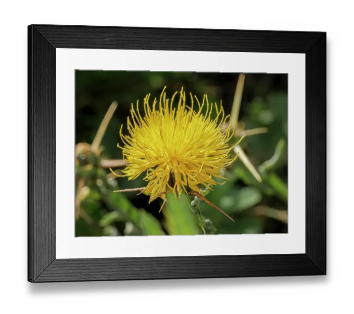 Framed Print : St Barnaby's thistle (Centaurea solstitialis) in flower, nr. Sugano, Orvieto, Umbria, Italy. November Framed Print : St Barnaby's thistle (Centaurea solstitialis) in flower, nr. Sugano, Orvieto, Umbria, Italy. November