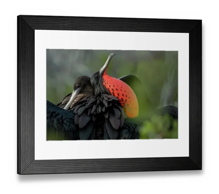 Framed Print : Great frigatebirds (Fregata minor) female and male in courtship. North Seymour Island, Galapagos National Park, Ecuador, October Framed Print : Great frigatebirds (Fregata minor) female and male in courtship. North Seymour Island, Galapagos National Park, Ecuador, October