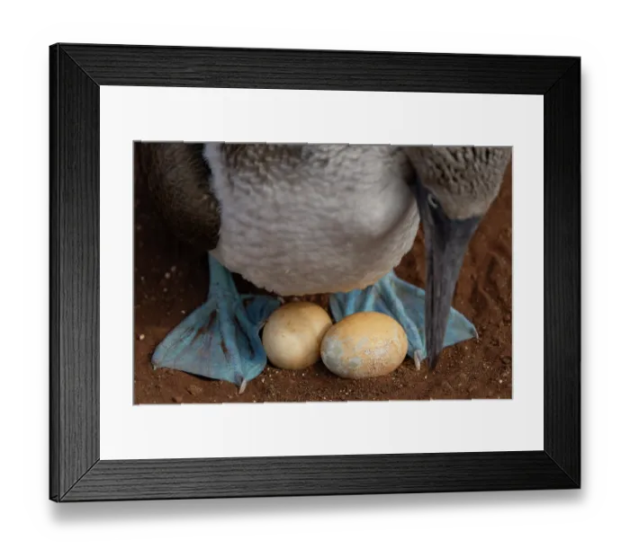 Framed Print : Blue-footed booby (Sula nebouxii) watching its eggs, North Seymour Island, Galapagos National Park, Ecuador, September Framed Print : Blue-footed booby (Sula nebouxii) watching its eggs, North Seymour Island, Galapagos National Park, Ecuador, September