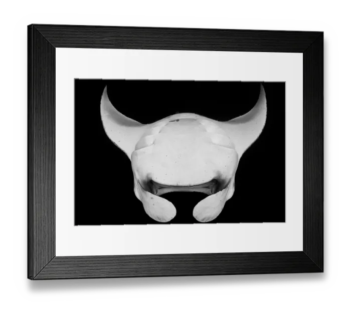 Framed Print : Giant manta rays (Manta birostris) filter feeding on plankton, Hanifaru Bay, Hanifaru Lagoon, Baa Atoll, Maldives, Indian Ocean. Endangered