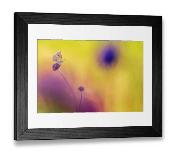 Framed Print : Common blue butterfly (Polyommatus icarus) female, resting on Devil's bit scabious (Succisa pratensis) flower, Devon, England, UK. August Framed Print : Common blue butterfly (Polyommatus icarus) female, resting on Devil's bit scabious (Succisa pratensis) flower, Devon, England, UK. August